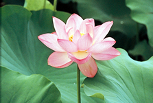 観蓮会