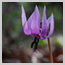 町田かたかごの森開園